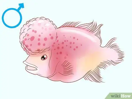 Image titled Determine the Sex of a Fish Step 2