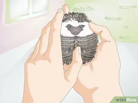 Image titled Bond With Your Hedgehog Step 11