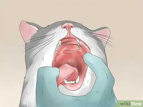 Image titled Tell if Your Cat Has FIV Step 4