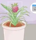 Grow a Pineapple