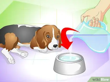 Image titled Cure a Dog's Stomach Ache Step 2