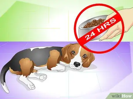 Image titled Cure a Dog's Stomach Ache Step 1