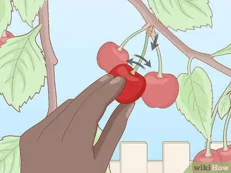 Image titled Pick Cherries Step 8