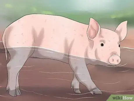 Image titled Increase the Weight of a Pig Step 10