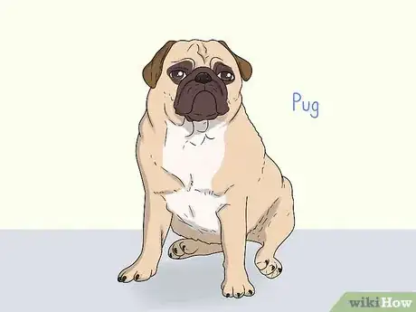 Image titled Identify a French Bulldog Step 16
