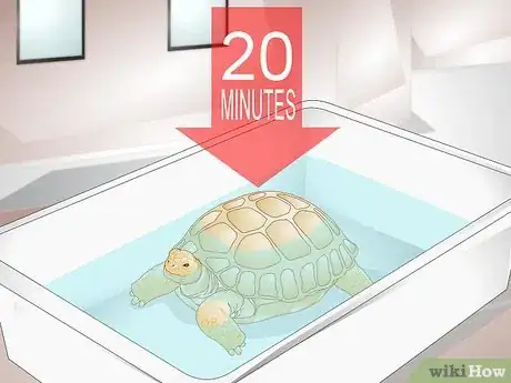 Image titled Bathe a Tortoise Step 7