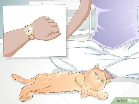 Image titled Teach Your Cat to Give a Handshake Step 3