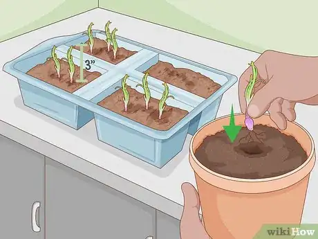 Image titled Grow Onions Indoors Step 14
