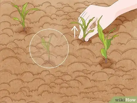 Image titled Grow and Harvest Glass Gem Corn Step 5