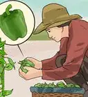 Grow Green Bell Peppers