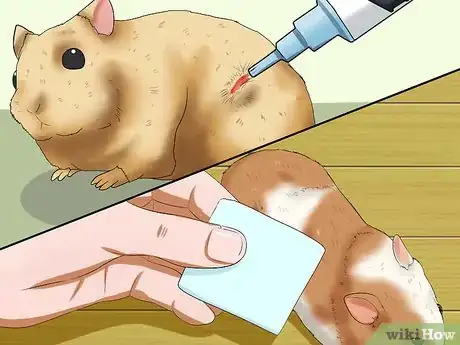 Image titled Take Care of a Found Injured Hamster Step 12