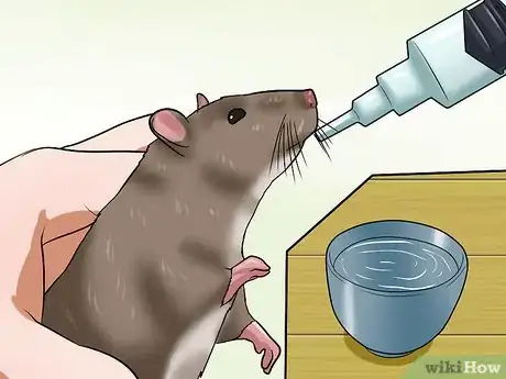 Image titled Syringe Feed a Sick Rat Step 8