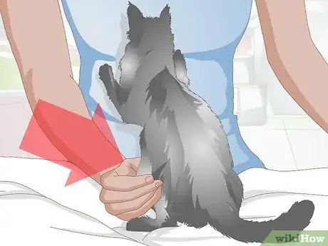 Image titled Take Care of a Pregnant Cat Step 1