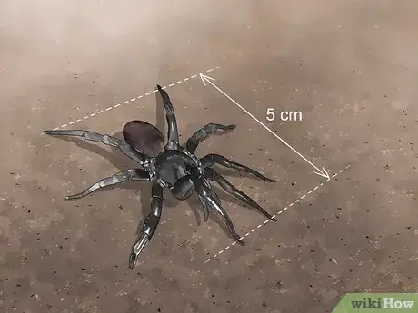 Image titled Identify a Funnel Spider Step 4