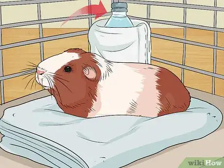 Image titled Care for a Guinea Pig with Pneumonia Step 17