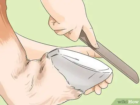 Image titled Ease Your Horse's Sore Hooves After Trimming Step 4