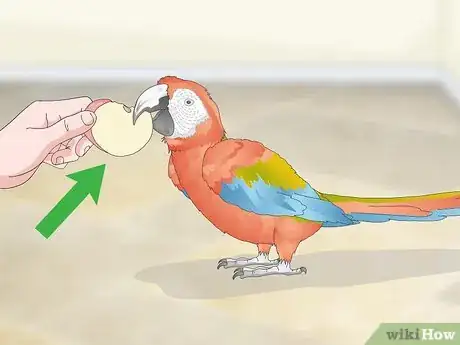 Image titled Bond with a Macaw Step 9