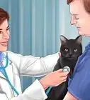 Treat a Poisoned Cat