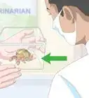 Care for Land Hermit Crabs