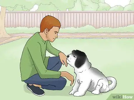 Image titled Identify a Havanese Step 14