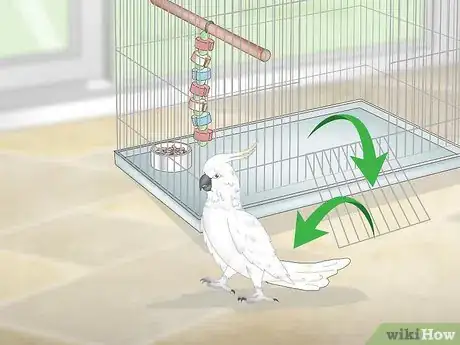 Image titled Take Care of Cockatoos Step 15