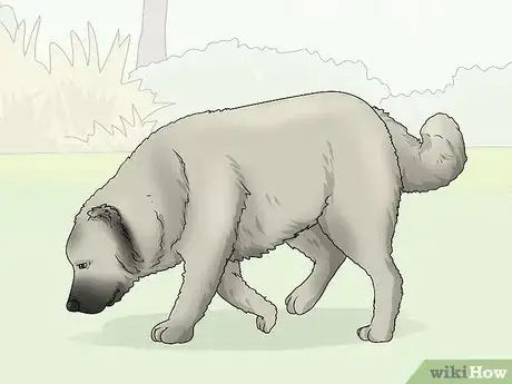Image titled Identify a Caucasian Shepherd Dog Step 13