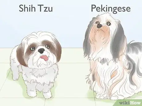 Image titled Identify a Shih Tzu Step 17