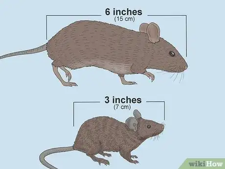 Image titled Field Mouse vs House Mouse Step 2