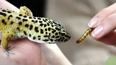 Image titled Take Care of a Leopard Gecko That Won't Eat Step 7