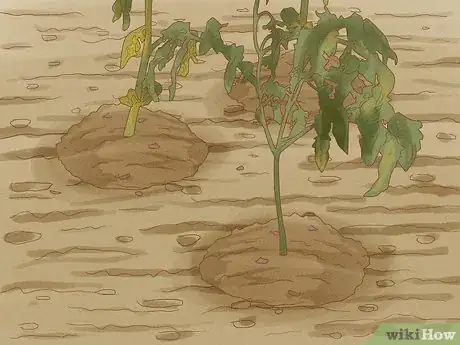 Image titled Regrow Potatoes Step 10