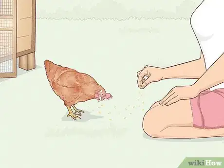 Image titled Earn Your Chicken's Trust Step 9