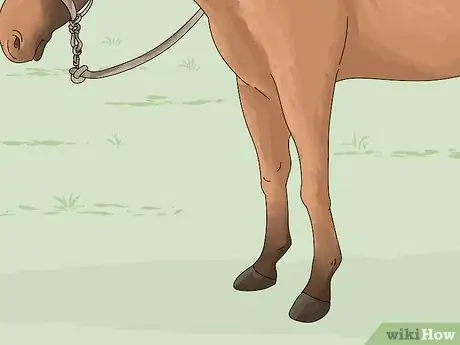 Image titled Tell if a Horse Is Frightened Step 4