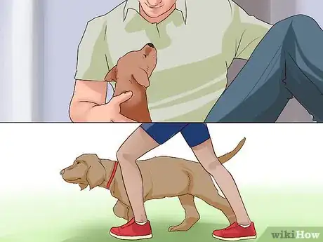Image titled Decide if You Want a Dog Step 10