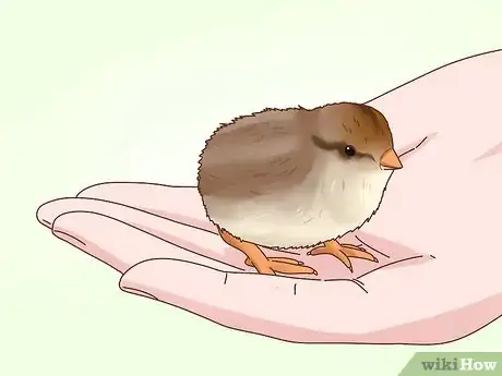 Image titled Tame a Fully Grown Quail Step 1