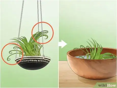Image titled Care for Air Plants Step 4