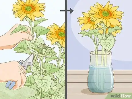 Image titled Grow Sunflowers Step 15