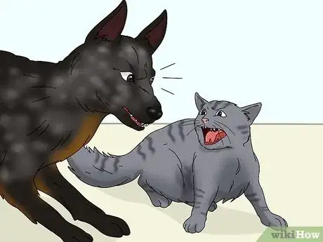 Image titled Identify an Australian Cattle Dog Step 12