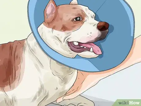 Image titled Help a Dog with Cataracts Step 12