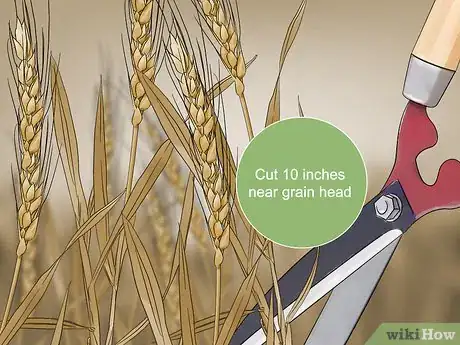 Image titled Grow Wheat in Your Garden Step 16