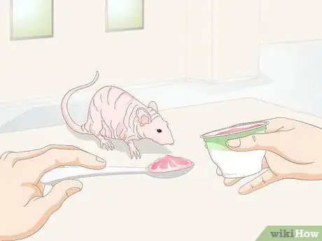 Image titled Care for a Hairless Rat Step 3
