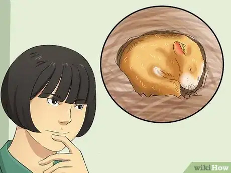 Image titled Cure Your Not Moving Hamster Step 11