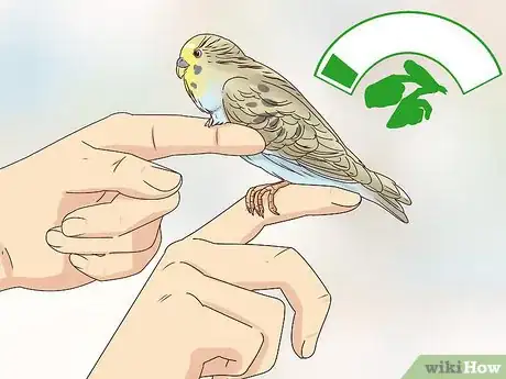 Image titled Take Care of a Budgie Step 12