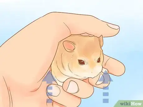 Image titled Pick up a Hamster for the First Time Step 14