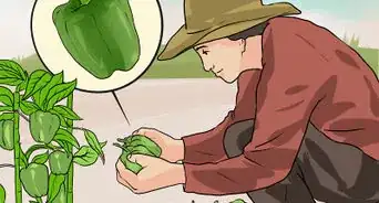 Grow Green Bell Peppers