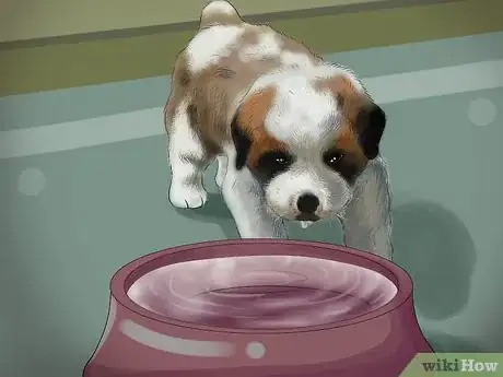 Image titled Take Care of Teacup Puppies Step 3