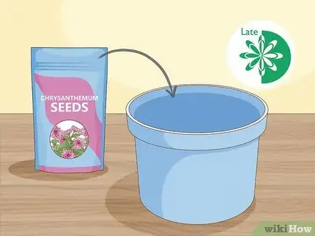 Image titled Plant Mums Step 9