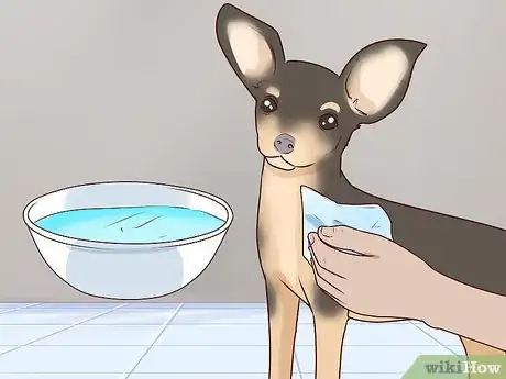 Image titled Wash a Chihuahua Step 13
