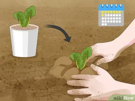 Image titled Grow Romaine Lettuce Step 4