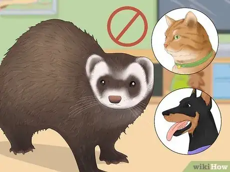 Image titled Decide if a Ferret Is the Right Pet for You Step 8