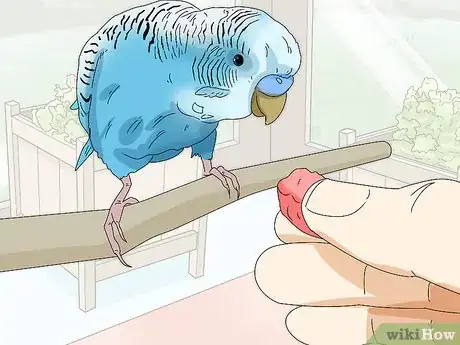 Image titled Hand Train a Parakeet Step 13